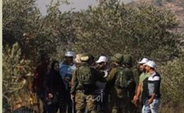  قرار إسرائيلي بحظر وصول المزارعين الفلسطينيين لحقول الزيتون المصنفة "أراضي دولة"