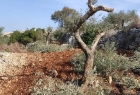 سلفيت: مستوطنون يقتلعون ويحطمون 90 شجرة زيتون