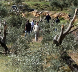 سلفيت: مستوطنون إرهابيون يقطعون أشجار زيتون
