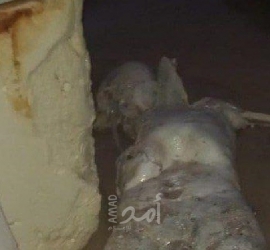 داخلية حماس: العثور على جثة متححلة قرب شواطئ السودانية وتم تحويلها للطب الشرعي