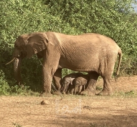في حدث نادر.. أنثى فيل تضع توأمًا في كينيا