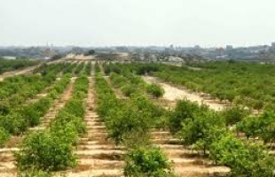 غزة: سلطة الأراضي تعلن تمديد فترة إحصاء وحصر ما يعرف بأرض المندوب