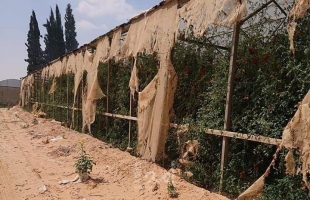 الحكومة الفلسطينية تعيد بناء (20) دونماً من دفيئات زراعية في غزة دمرها العدوان الإسرائيلي
