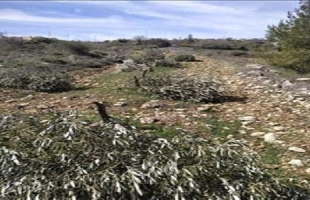 "العمل الزراعي" يرصد اقتلاع أكثر من 15 ألف شجرة خلال شهر يناير