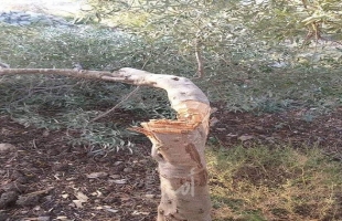 بيت لحم: مستوطنون يقطعون عشرات أشجار الزيتون المعمرة في بلدة الجبعة