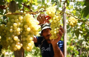 زراعة غزة تفتتح موسم العنب وتعلن التوسع بزراعته