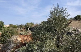 قوات الاحتلال تجرف أراضٍ وتقتلع أشجار الزيتون جنوب بيت لحم
