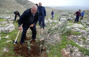 فرانس برس: فلسطينيون يعيدون زرع أشجار اقتلعتها قوات الاحتلال في الضفة الغربية