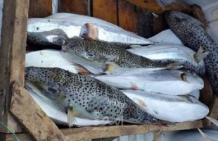 بكر لـ"أمد":سمكة "الأرنب" تتغذى على الطحالب السامة ويمنع بيعها في قطاع غزة
