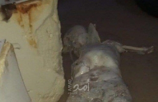 داخلية حماس: العثور على جثة متححلة قرب شواطئ السودانية وتم تحويلها للطب الشرعي