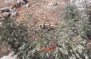 مستوطنون يقطعون (25) شجرة زيتون ولوزيات ويهدمون سلاسل حجرية غرب بيت لحم