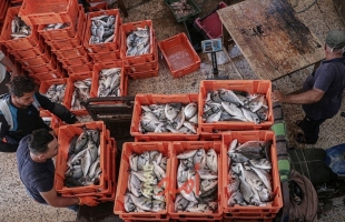 بكر لـ"أمد": سلطات الاحتلال تمنع تصدير الأسماك من قطاع غزة إلى الضفة