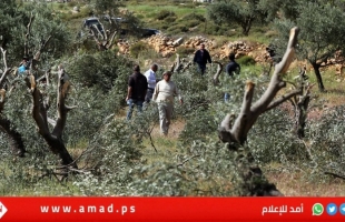 نابلس: مستوطنون يقتلعون "أشتال زيتون" ويدمرون معدات زراعية