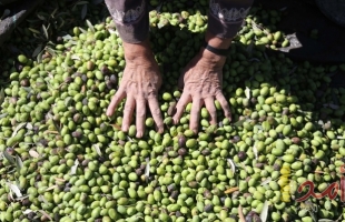 المكتب الوطني للدفاع عن الارض ينظم يوما تطوعيا لقطف ثمار الزيتون في عين قينيا