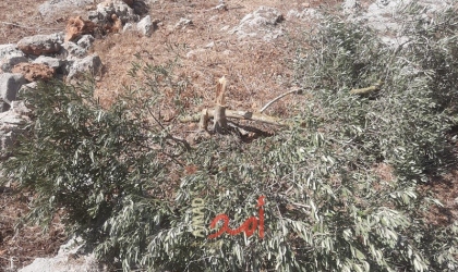 مستوطنون يقطعون (25) شجرة زيتون ولوزيات ويهدمون سلاسل حجرية غرب بيت لحم