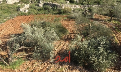 مستوطنون يتلفون عشرات أشجار الزيتون في رام الله وقلقيلية