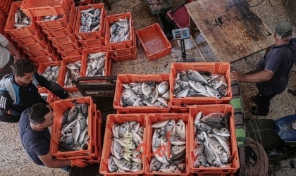 بكر لـ"أمد": سلطات الاحتلال تمنع تصدير الأسماك من قطاع غزة إلى الضفة