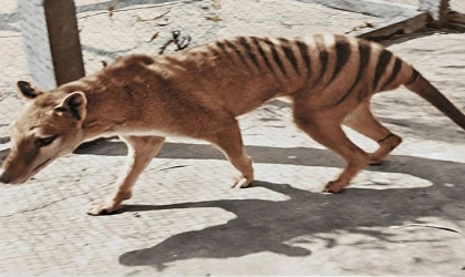 العثور على بقايا نمر منقرض من القرن الـ19 بأستراليا